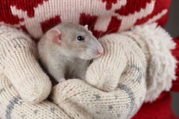 Winter Care Tips for Small Rodents: Keeping Hamsters, Guinea Pigs, and Mice Healthy