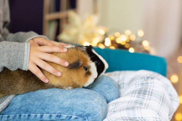 Recognizing and Preventing Winter Illnesses in Small Pets