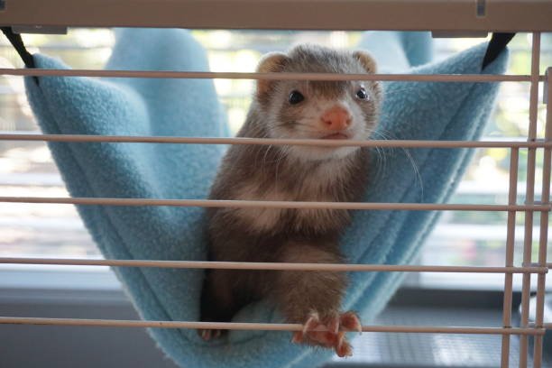 How to Winter-Proof Your Ferret’s Cage: Keeping Your Furry Friend Warm