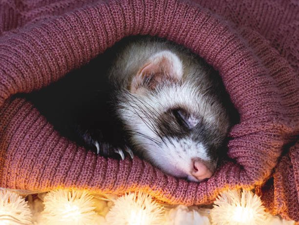 Creating a Winter Routine for Your Small Pets: Rodents, Ferrets, Chinchillas, and Guinea Pigs